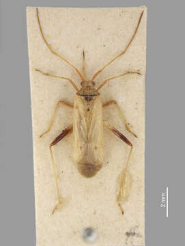 Creontiades pallidus (Rambur 1839)的圖片