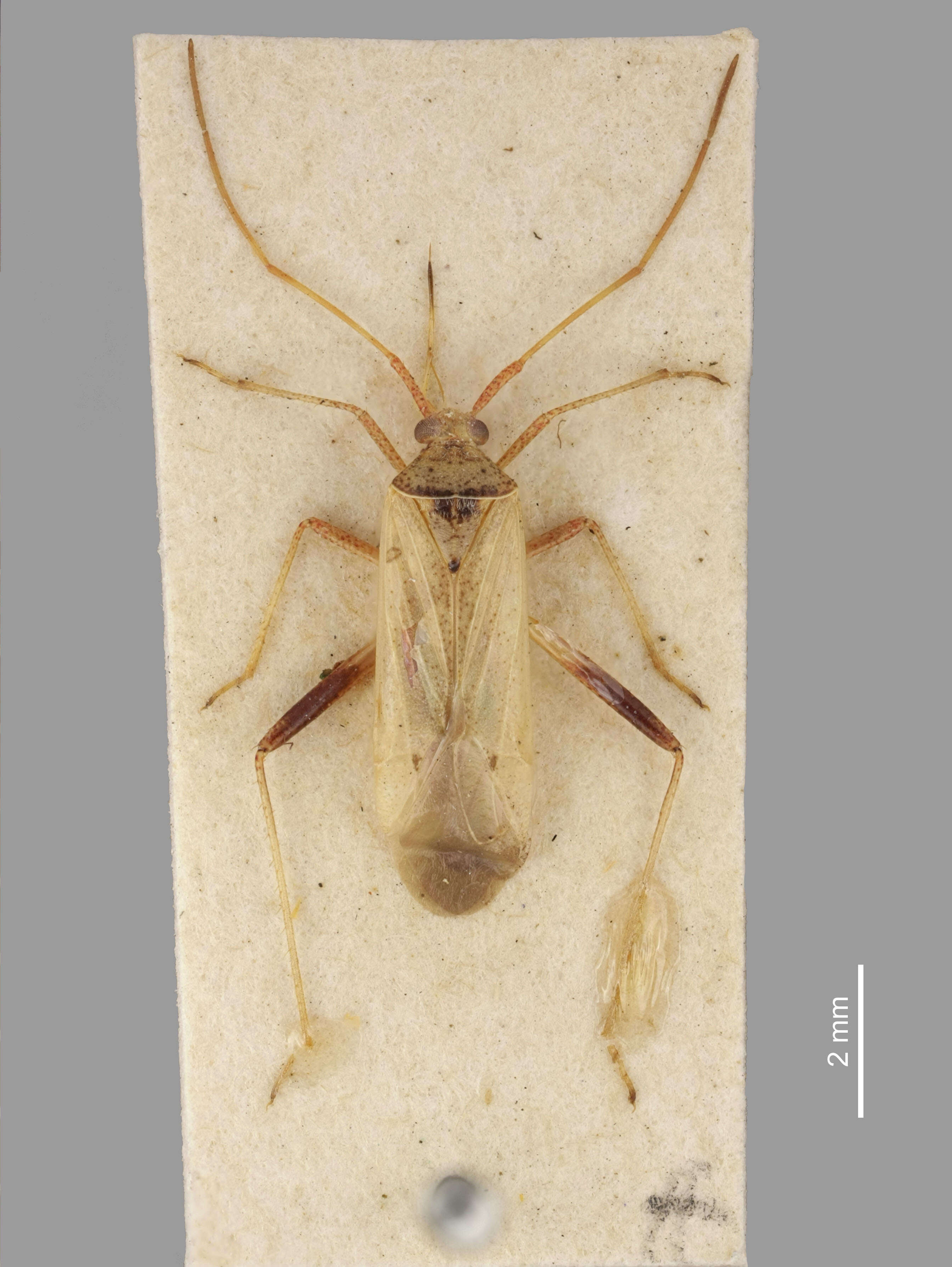 Creontiades pallidus (Rambur 1839)的圖片