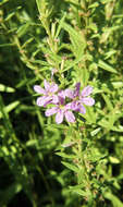 Image of winged lythrum