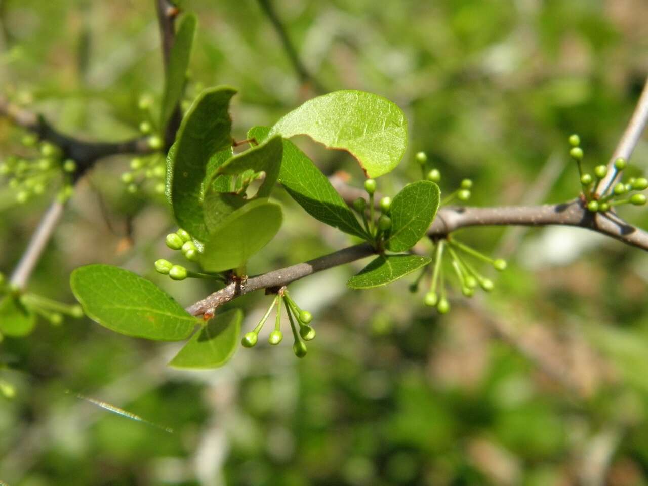 Sideroxylon reclinatum Michx. resmi