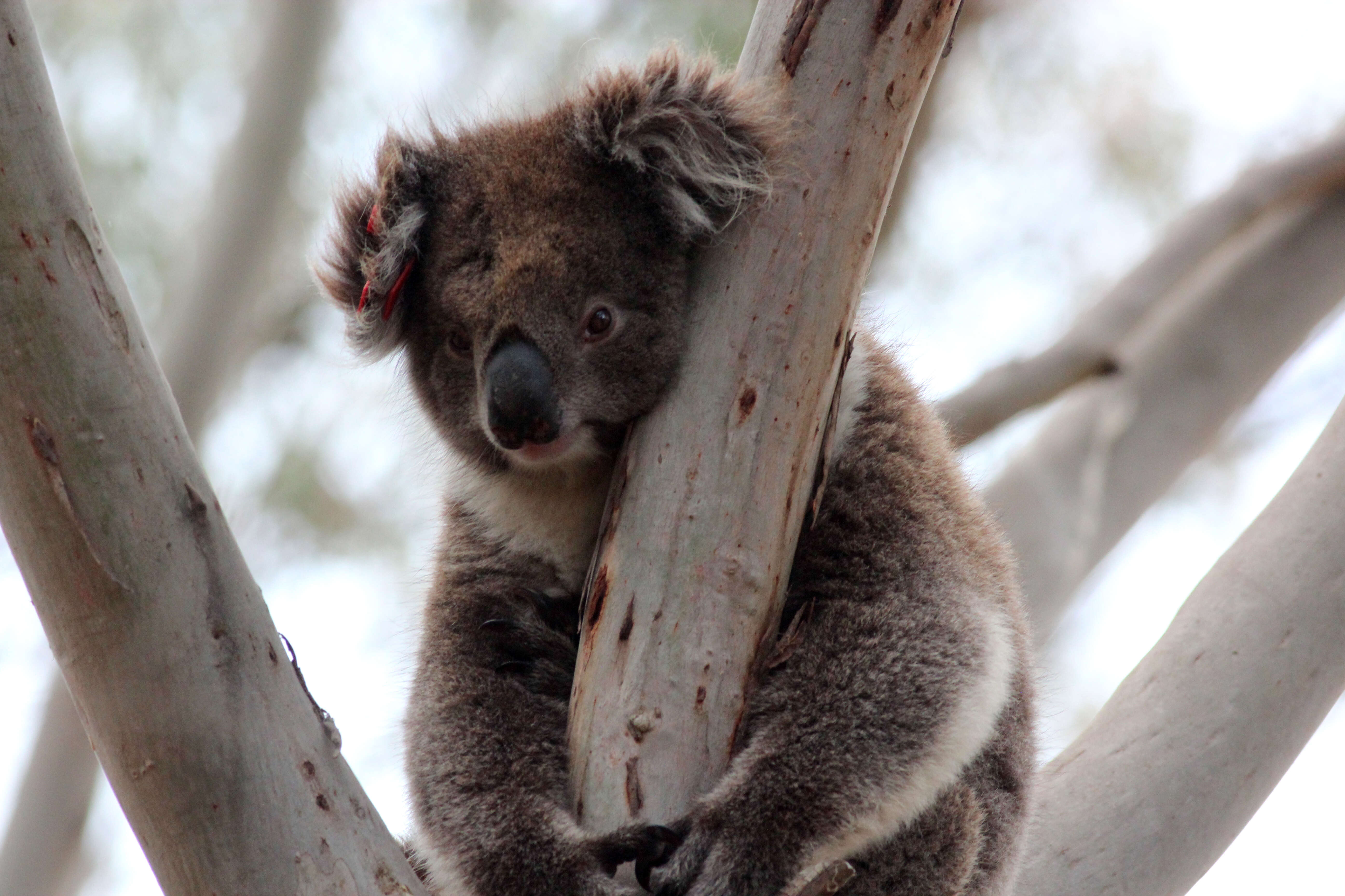 Image of Wombats and Koalas