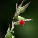 Image of Salvia fulgens Cav.