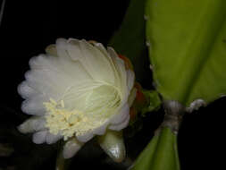 Image of cacti