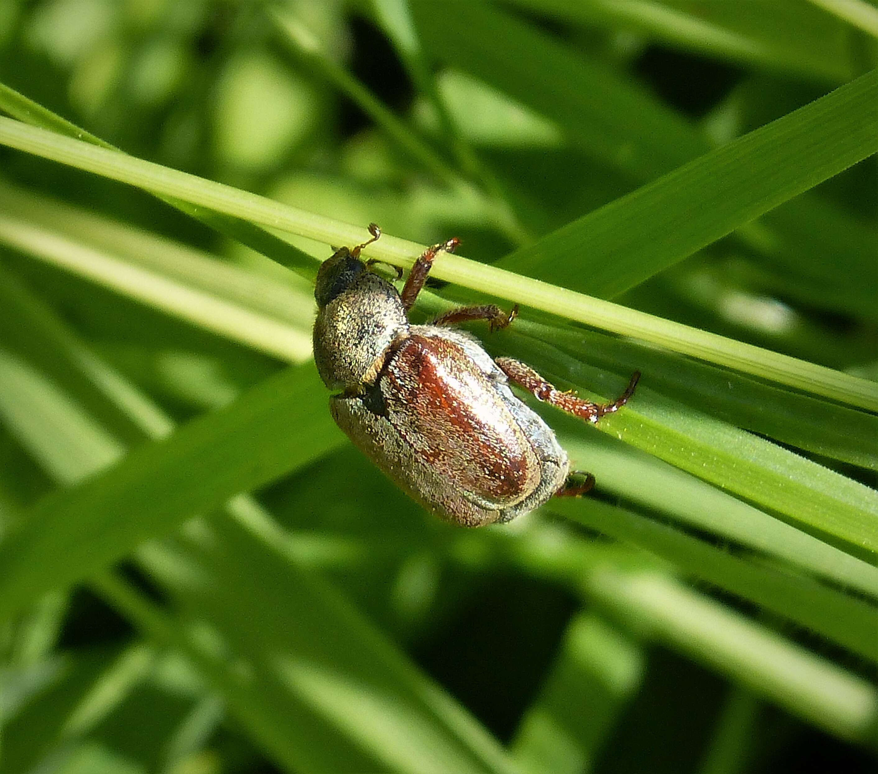 Image of Monkey Beetles