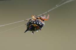 Image of Arachnida