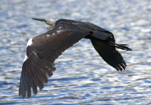 Image of Pacific Heron