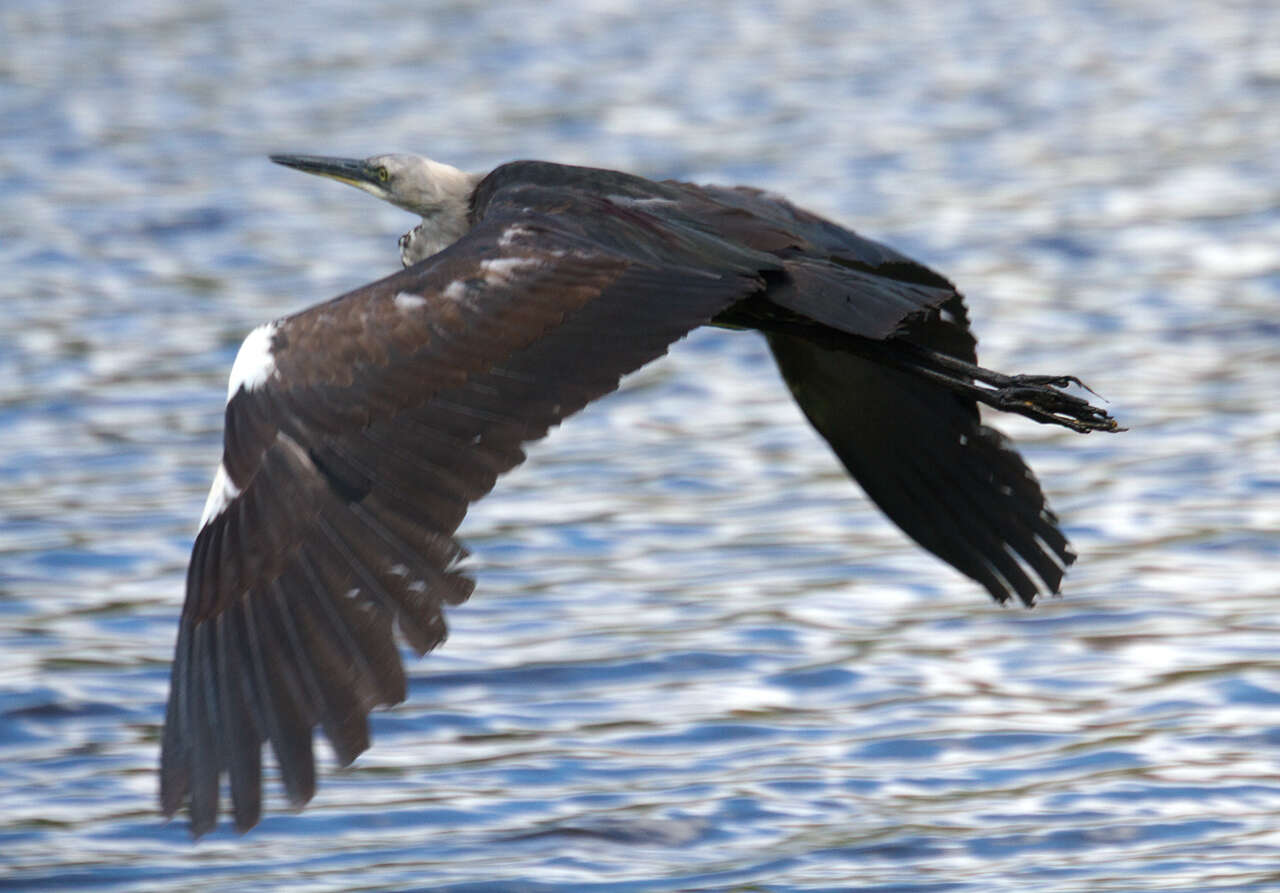 Image of Pacific Heron