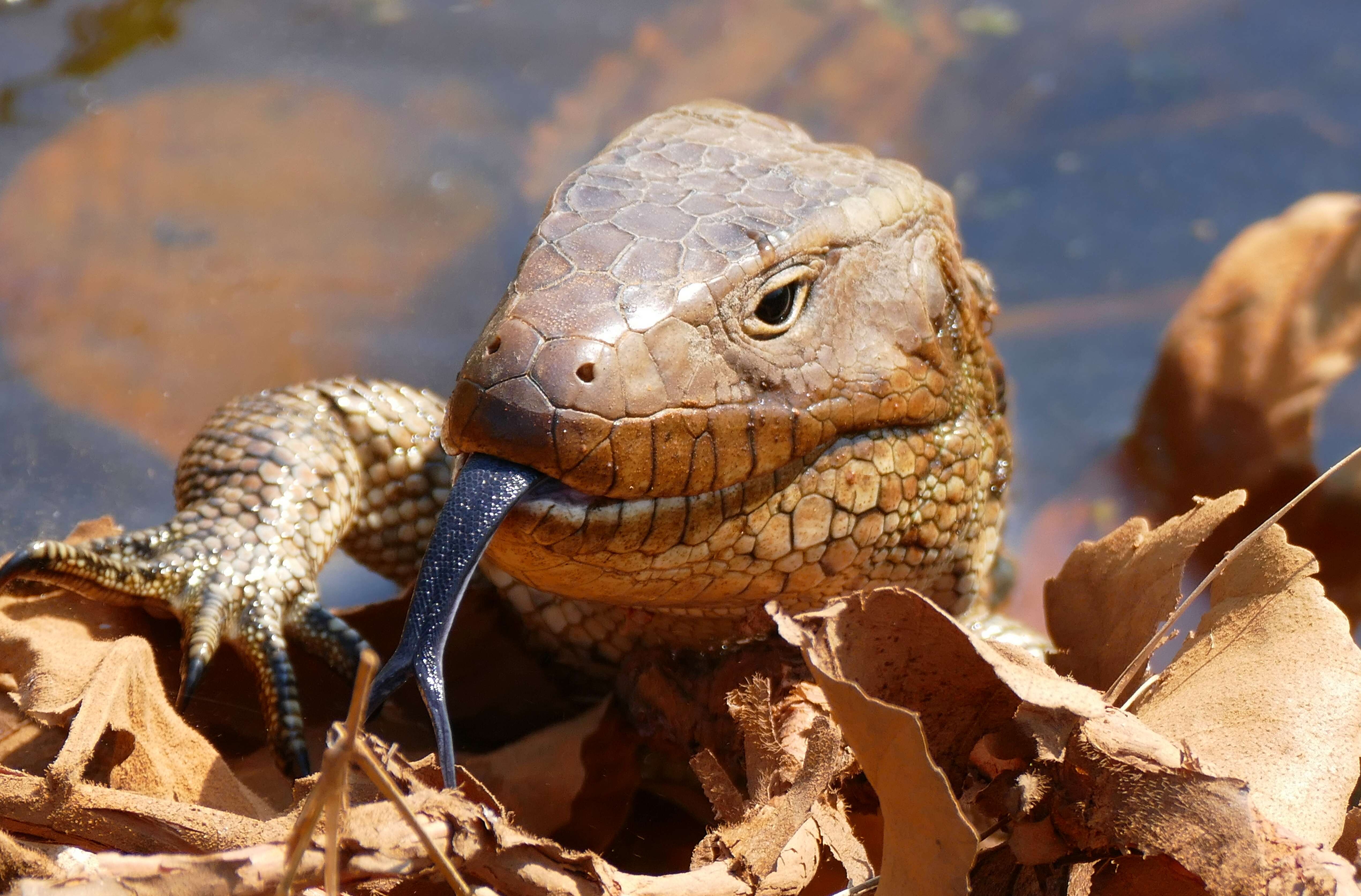 Image of Paraguay Caiman Lizard