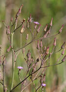 Image of grassleaf lettuce