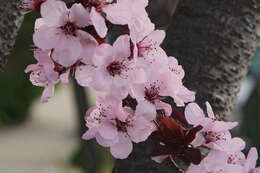 Prunus resmi