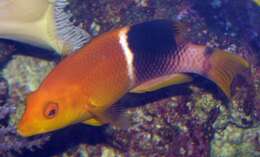 Image of Black-banded hogfish