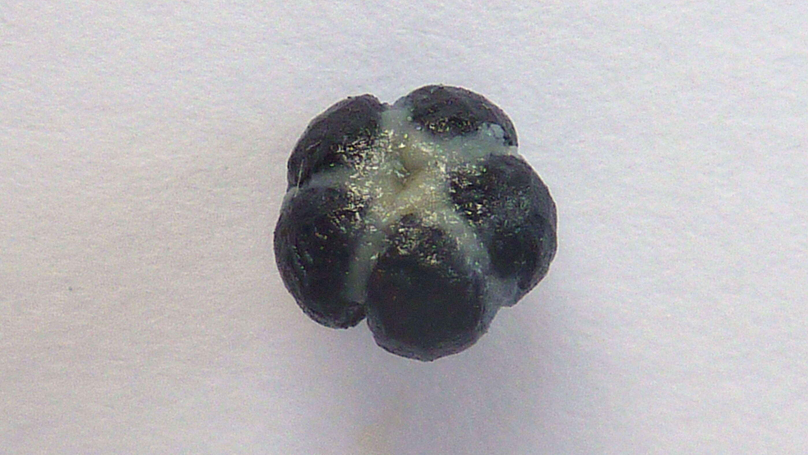Image of Pavonia malacophylla (Link & Otto) Hemsl.