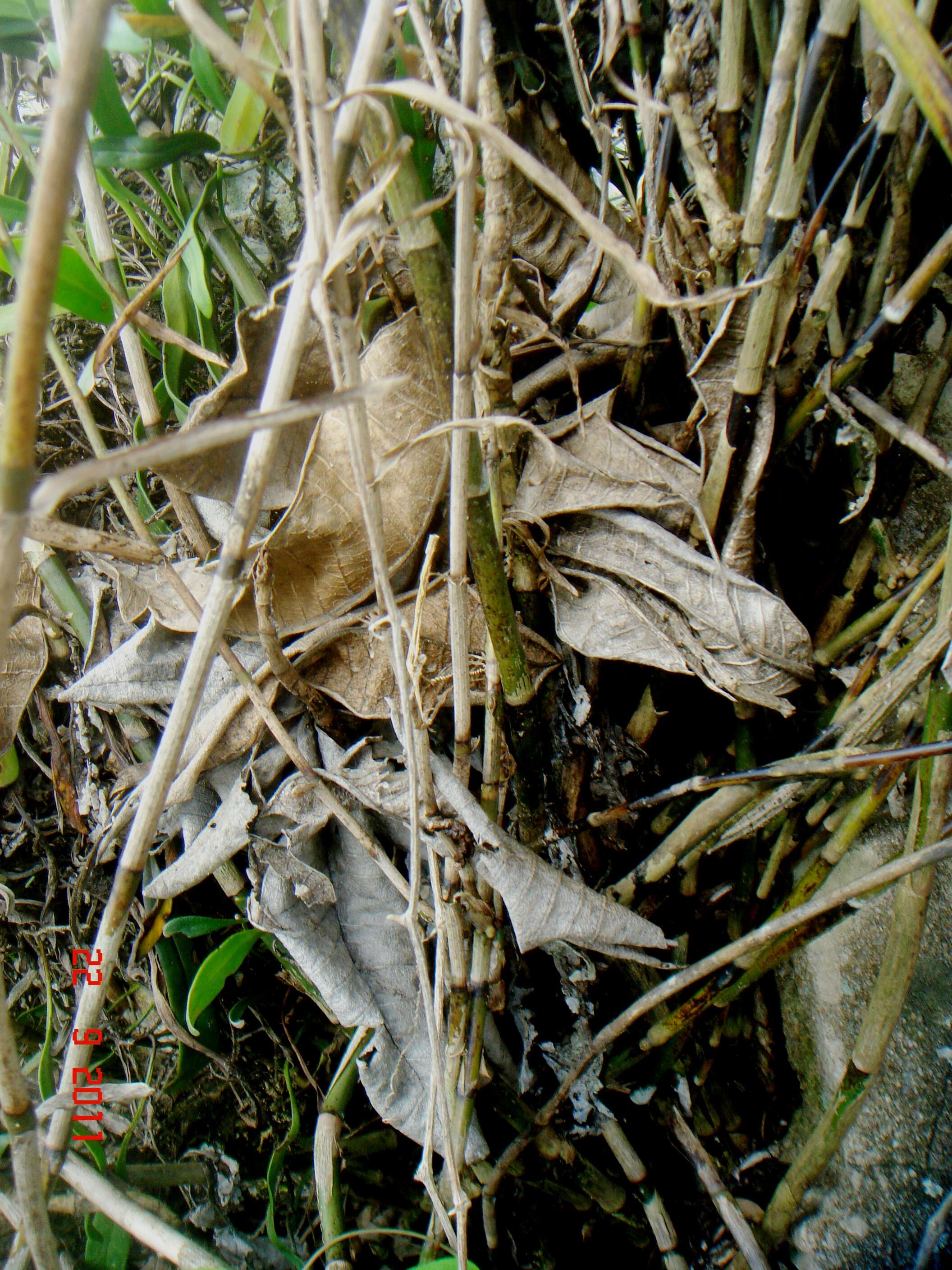 Image of Flagellariaceae