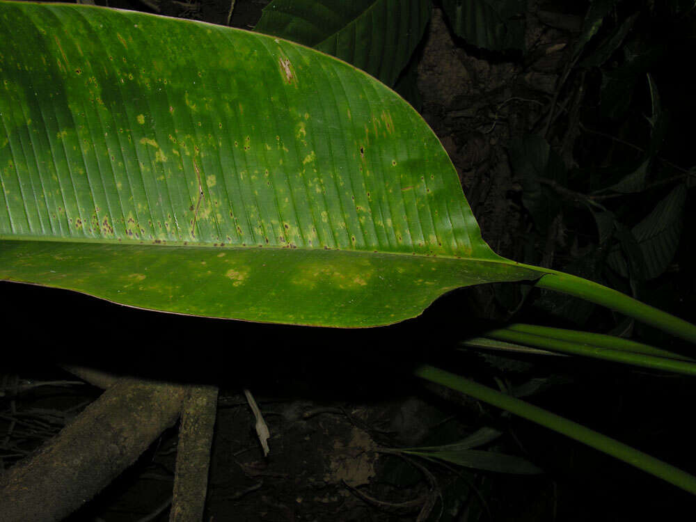 Image of Heliconia marginata (Griggs) Pittier