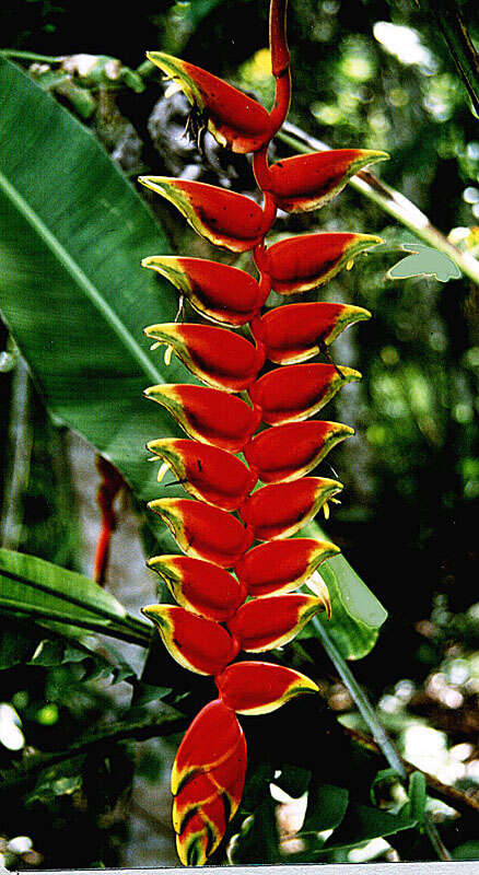 Image of false bird of paradise