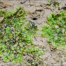 Image of Apopellia endiviifolia (Dicks.) Nebel & D. Quandt