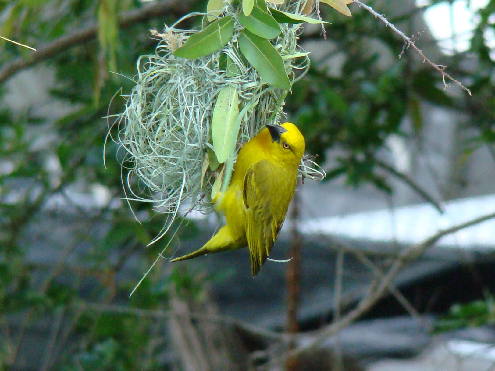 Image of African Golden Weaver