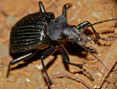 Image of Calosoma