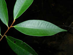 Plancia ëd Ardisia dunlapiana P. H. Allen