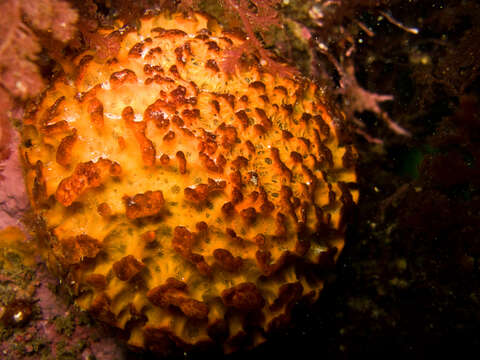 Image of orange rough ball horny sponge