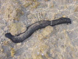 Image of cucumariid sea cucumbers