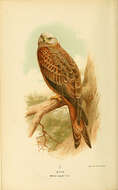 Image of Milvus Lacépède 1799