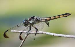 Image of Great Blue Skimmer