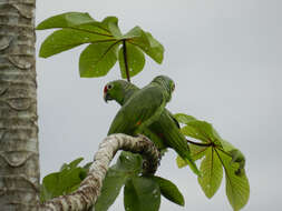 Image of Amazon parrots