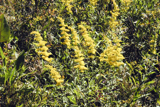 Solidago nemoralis Ait.的圖片