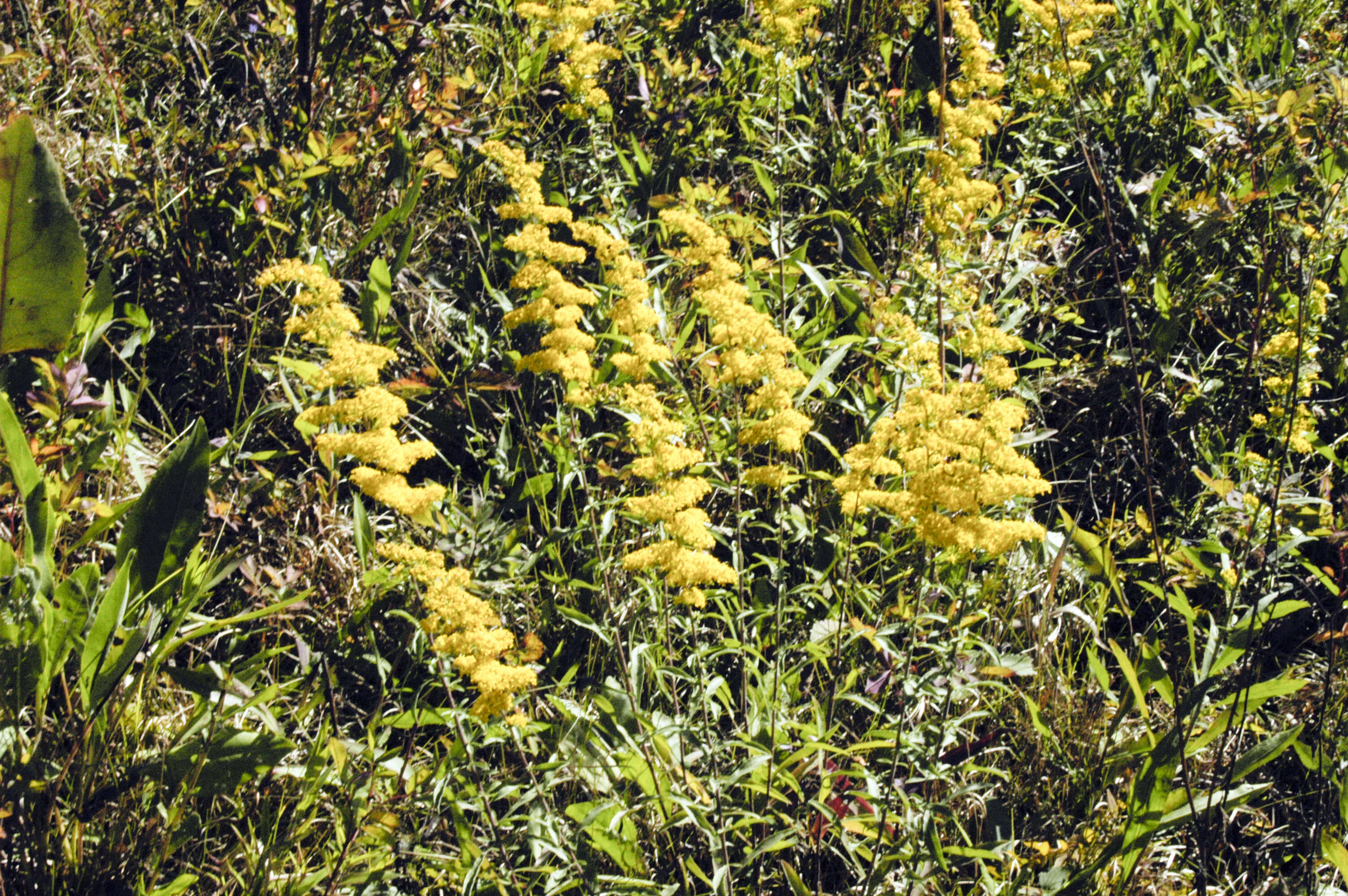 Image of gray goldenrod