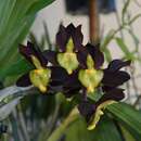 Catasetum tenebrosum Kraenzl.的圖片