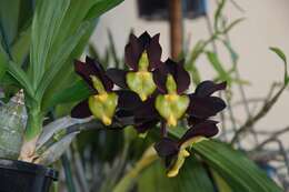 Catasetum tenebrosum Kraenzl.的圖片