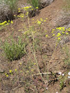 Imagem de Lomatium ambiguum (Nutt.) Coult. & Rose