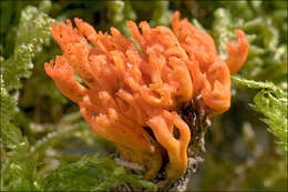 Imagem de Calocera viscosa (Pers.) Fr. 1821