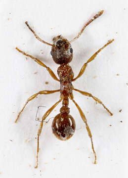 Image of Myrmica