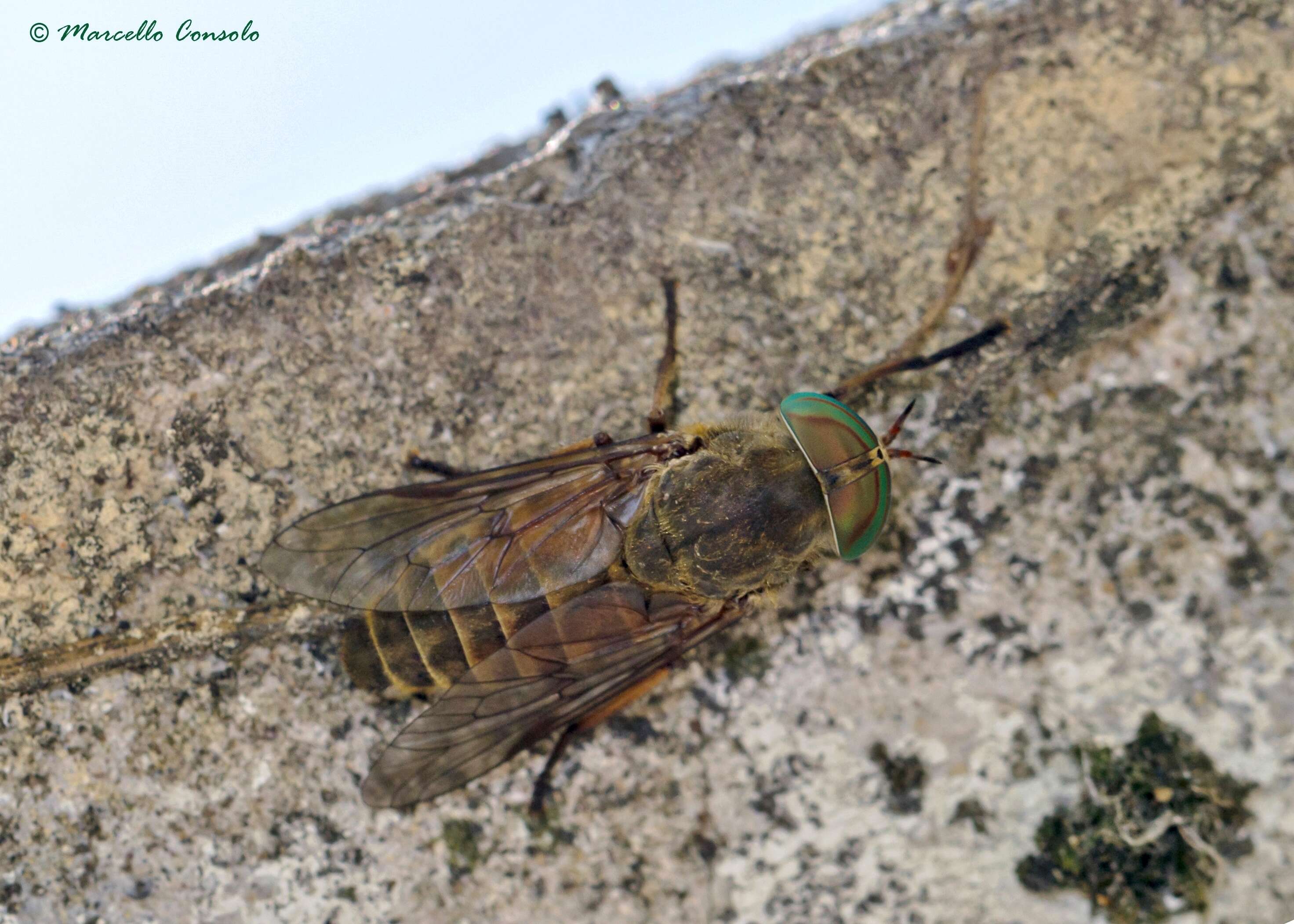 Image of Tabanus bromius Linnaeus 1758