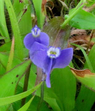 Image of Burmanniaceae