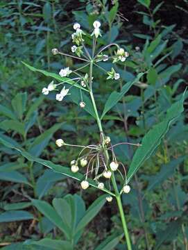 Image of poke milkweed