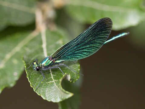 Image of Beautiful Demoiselle