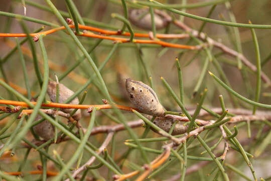 Image of Hakea mitchellii Meissn.