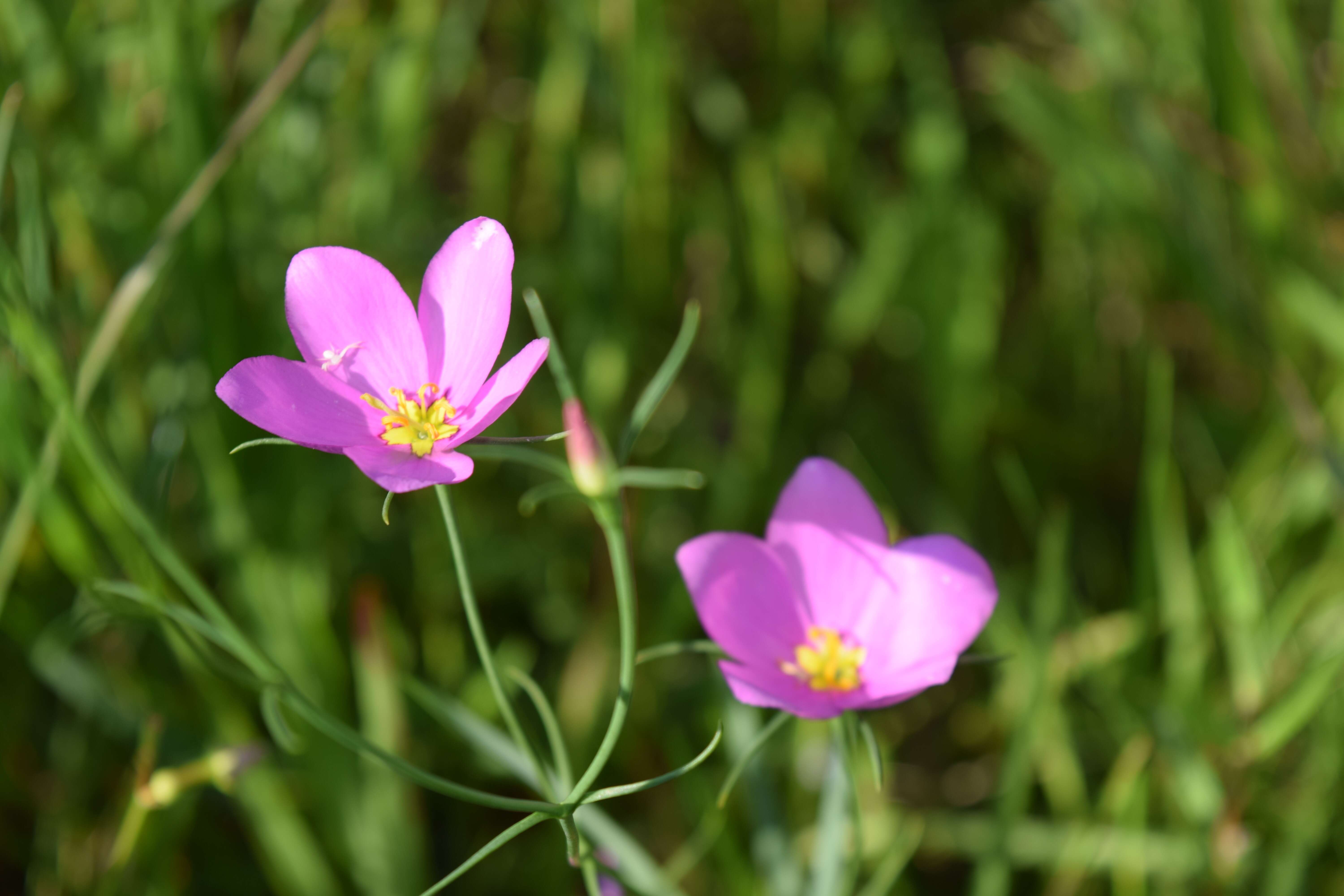 Image of largeflower rose gentian