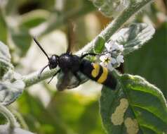 Image of scoliid wasps