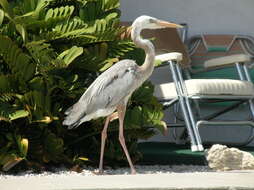 Image of Ardea Linnaeus 1758