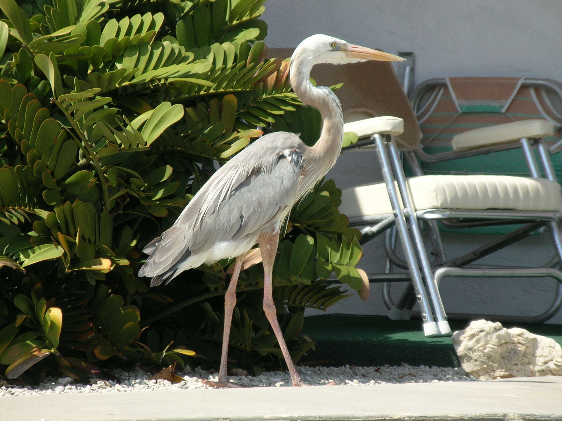 Image of Ardea Linnaeus 1758