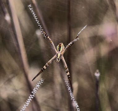 Image of St Andrews cross spider