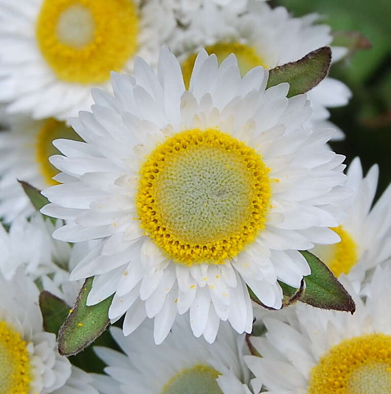 Imagem de Helichrysum bellum Hilliard