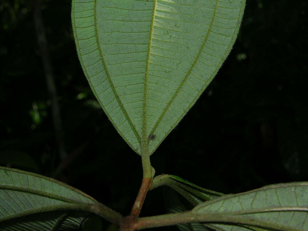 Image of Henriettea succosa (Aubl.) DC.