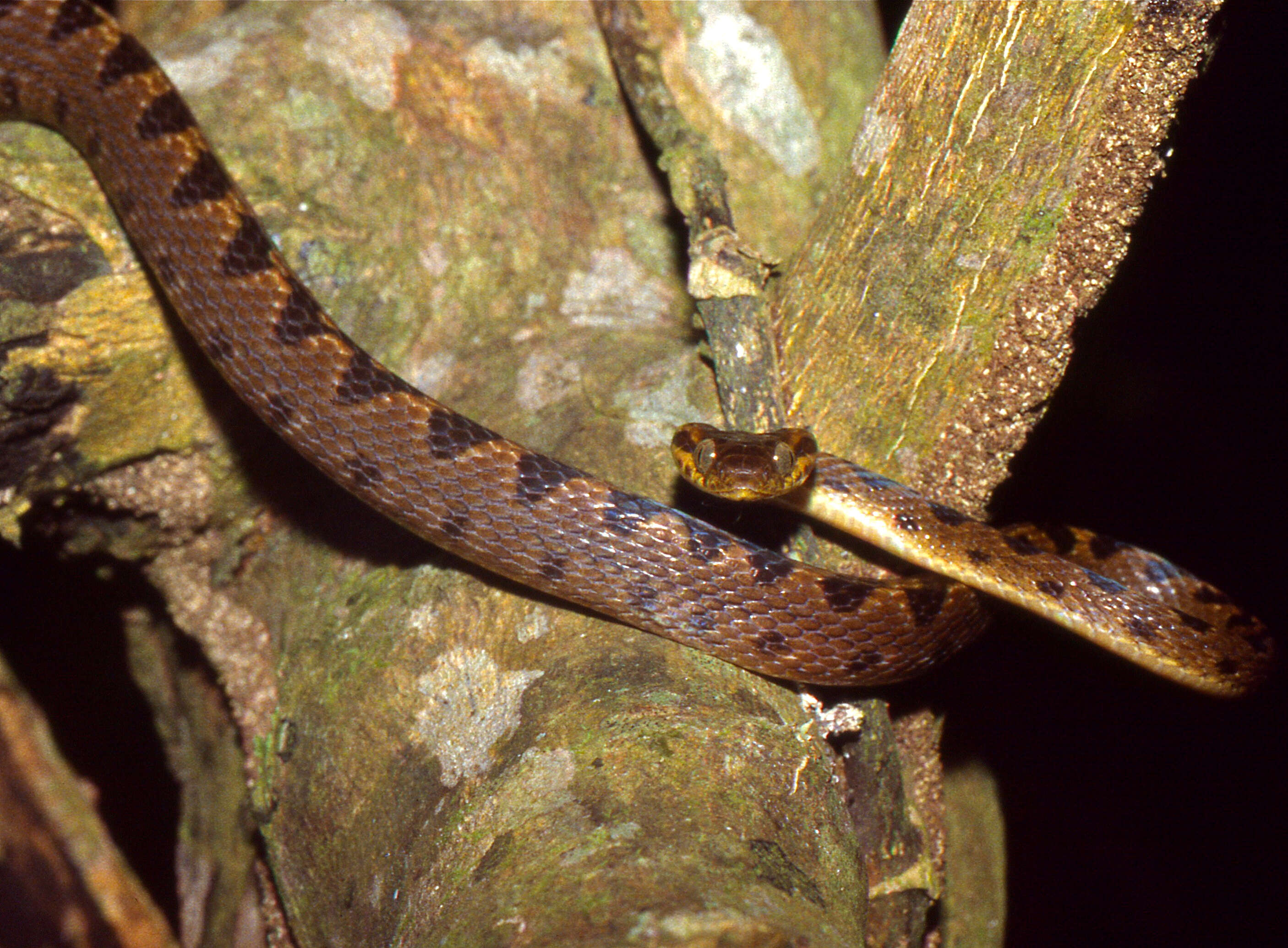 Image of cat-eyed snakes