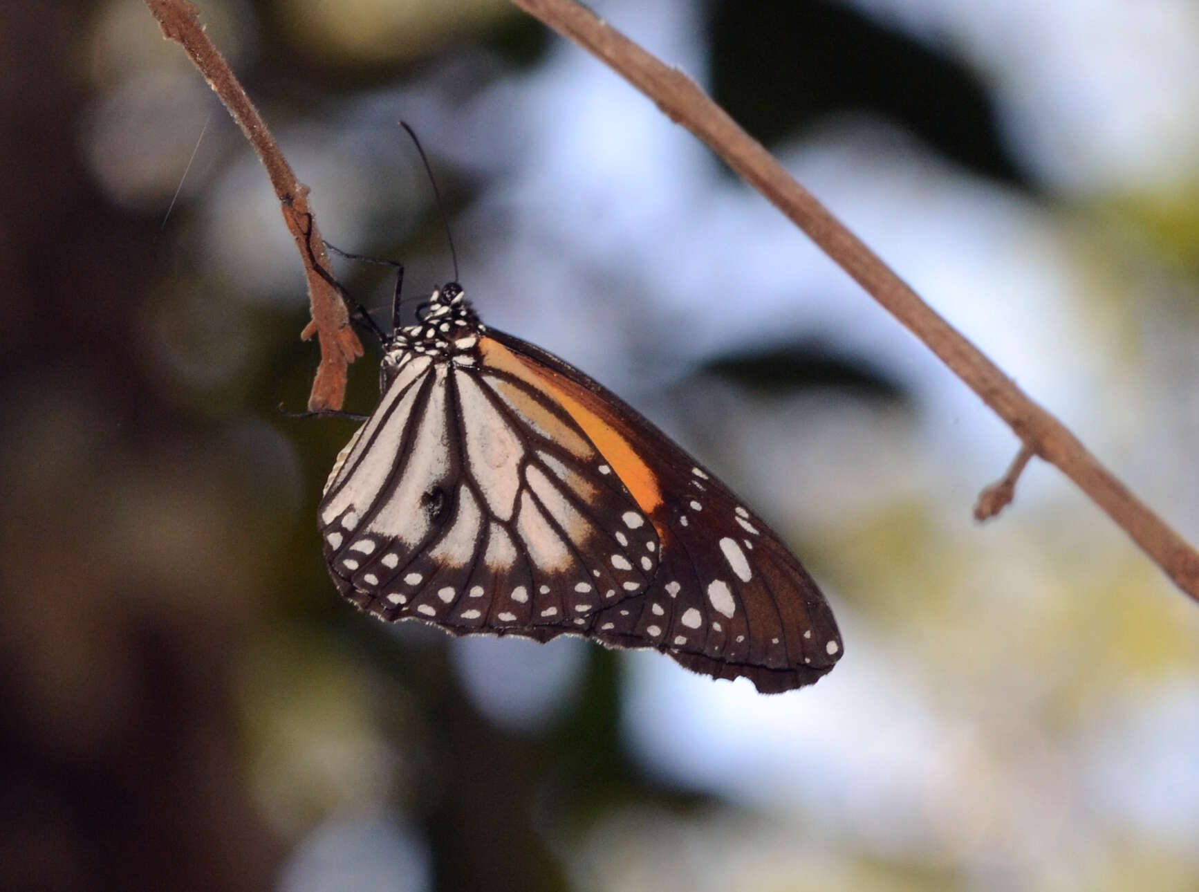 Image de Danaus (Anosia) melanippus Cramer 1777