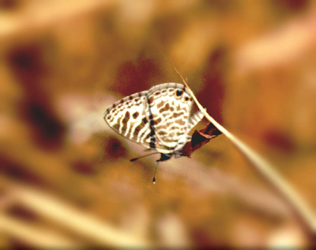 Sivun Polyommatinae kuva